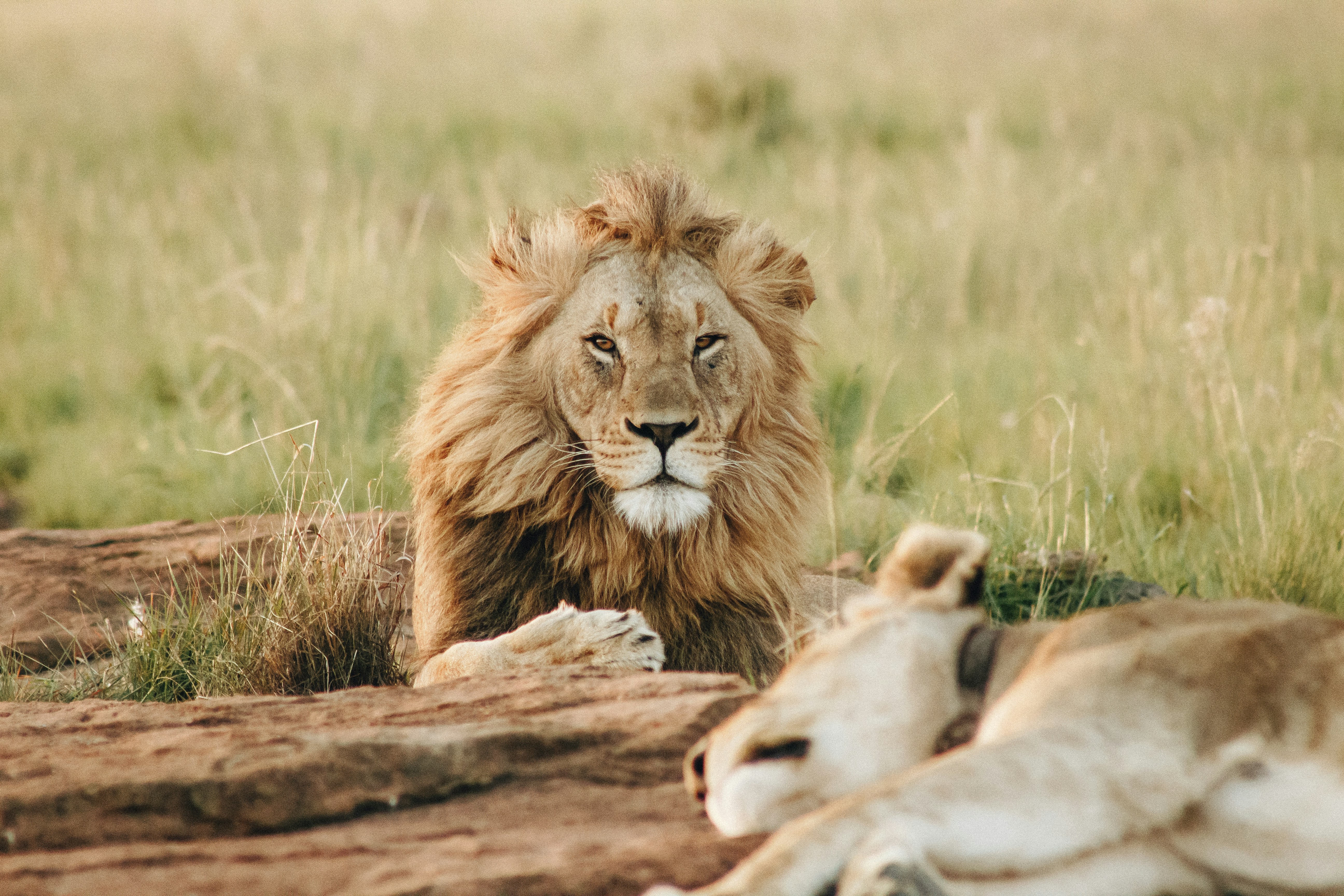 Kruger National Park